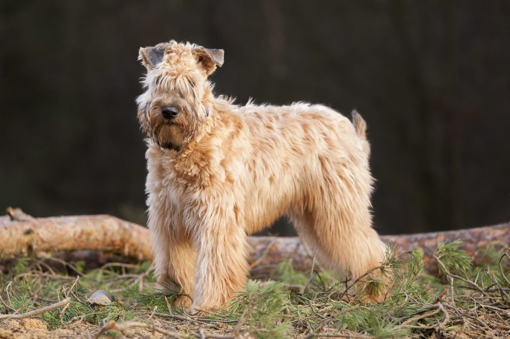 Irish Soft Coated Wheaten Terrier