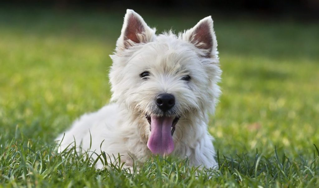 Cute westie puppy