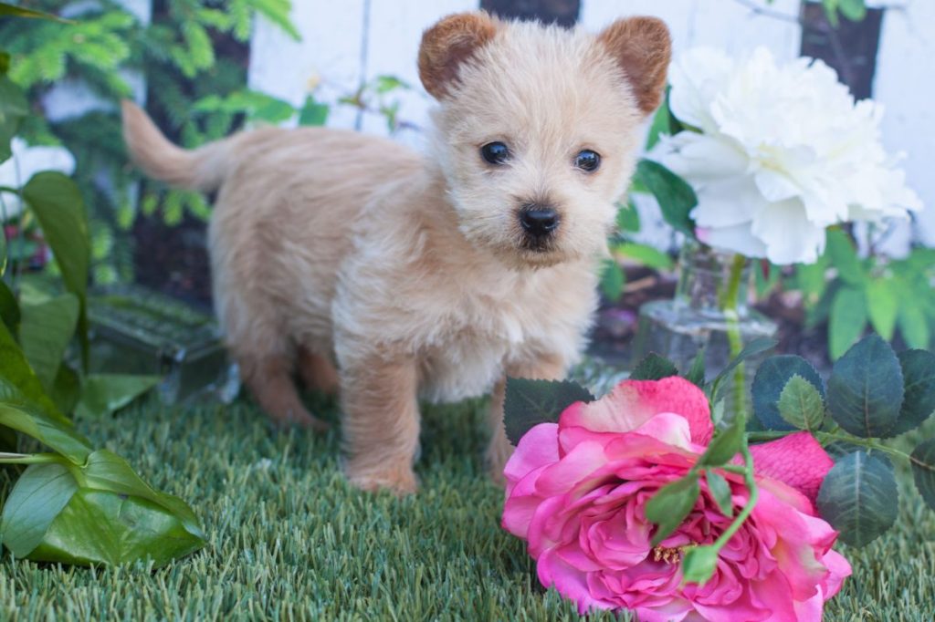 Norwich terrier puppy