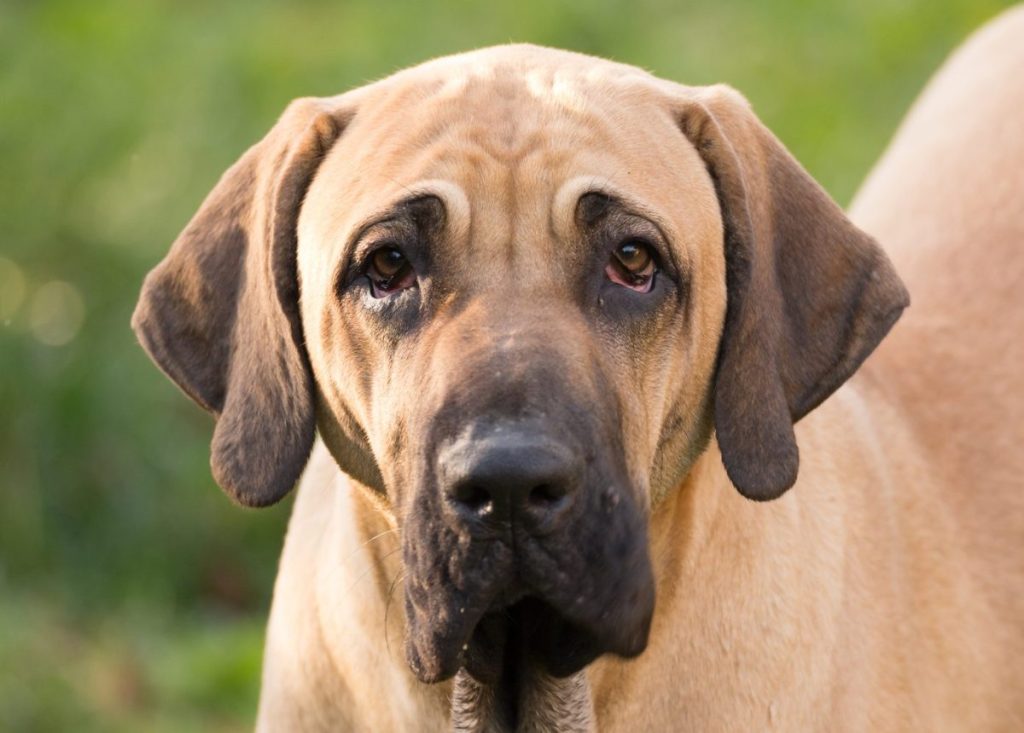 female of Fila Brasileiro (Brazilian Mastiff)