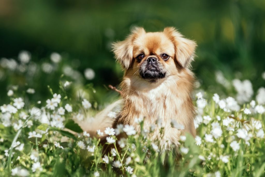 Tibetan Spaniel dog outdoors