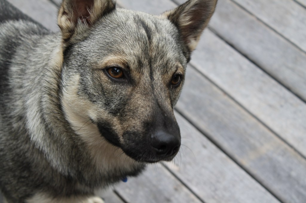 Swedish Vallhund dog standing on a plain decking background