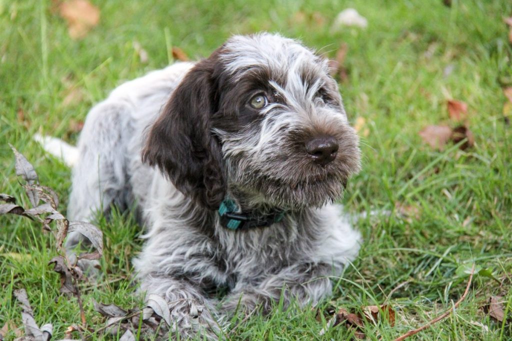 wirehaired pointing griffon puppy