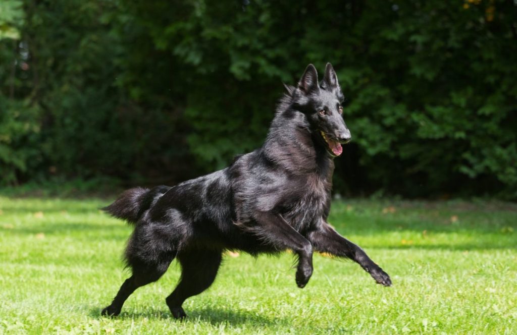 belgian Groenendael agility