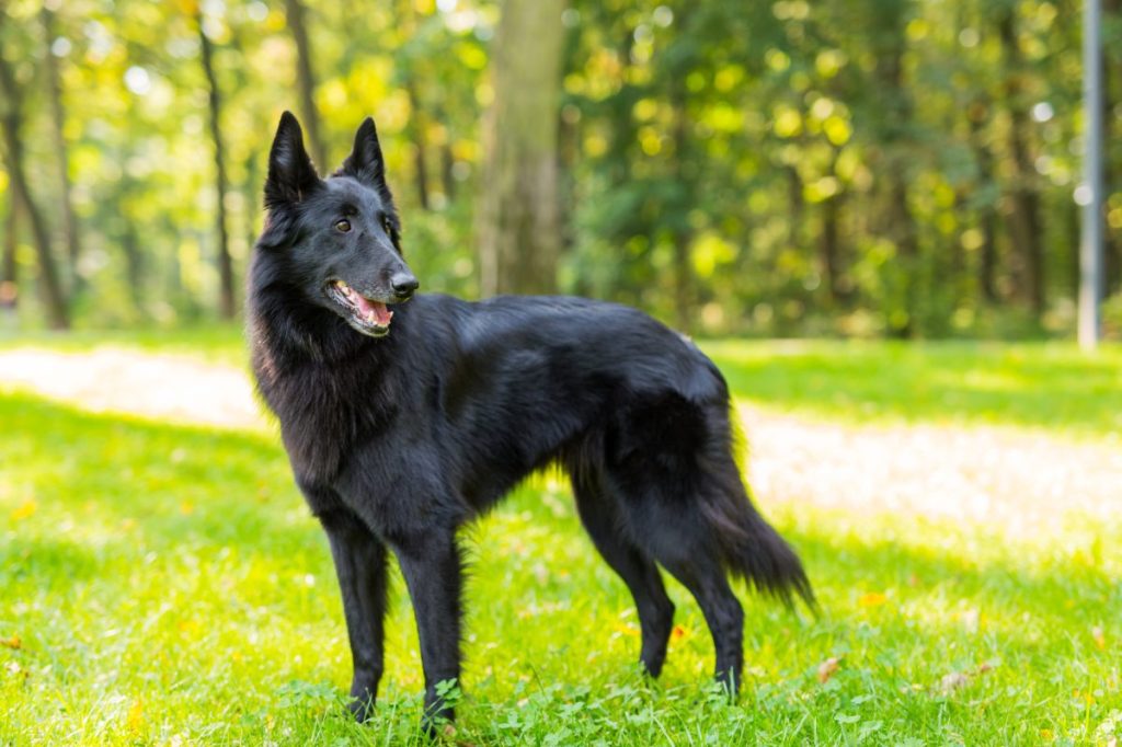 Beautiful belgian sheepdgog Groenendael