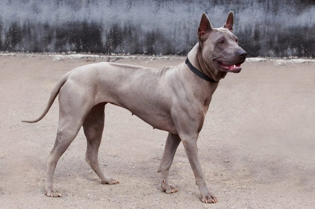 thai ridgeback breed