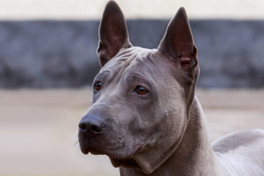 thai ridgeback dog