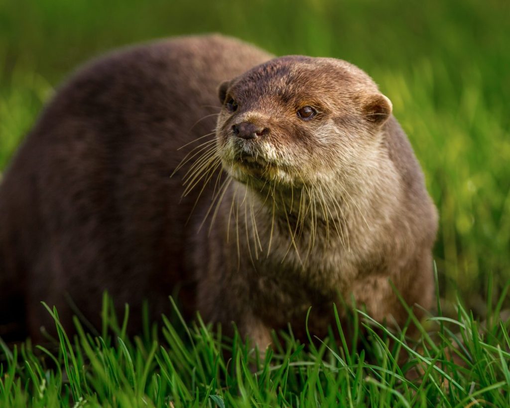 otter walking in grass