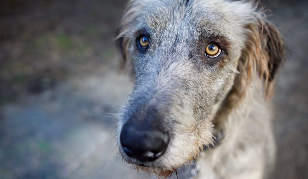 beautiful Irish wolfhound