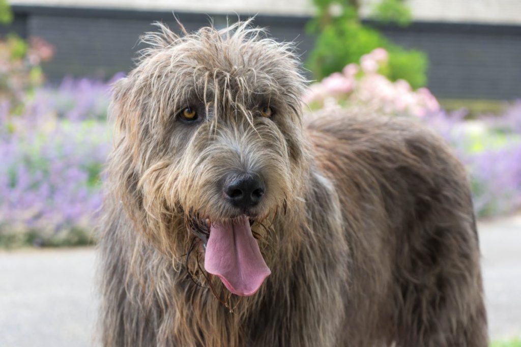 Irish wolfhound portrait