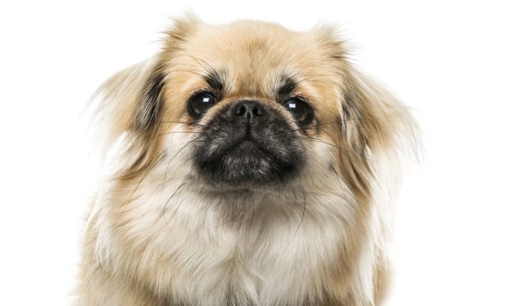 Close-up of a Tibetan Spaniel