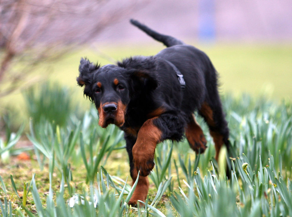 gordon setter puppy