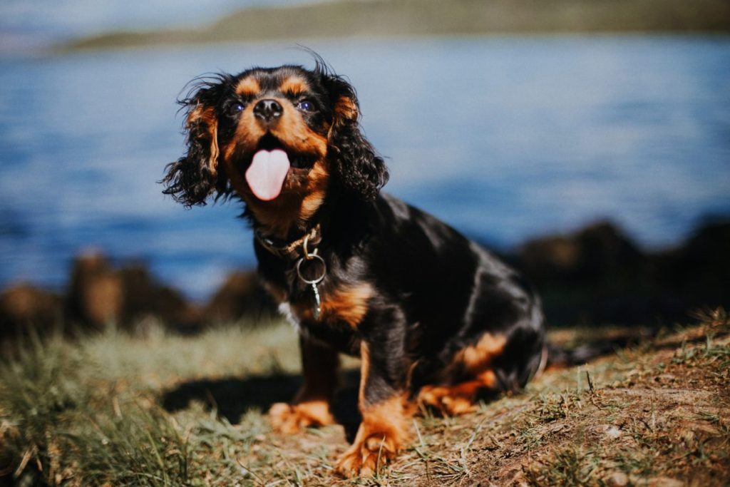 English Toy puppy