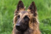 Belgian Tervuren portrait