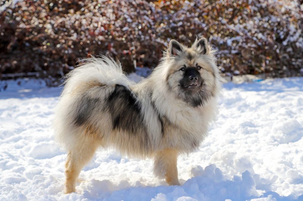 Beautiful Keeshond