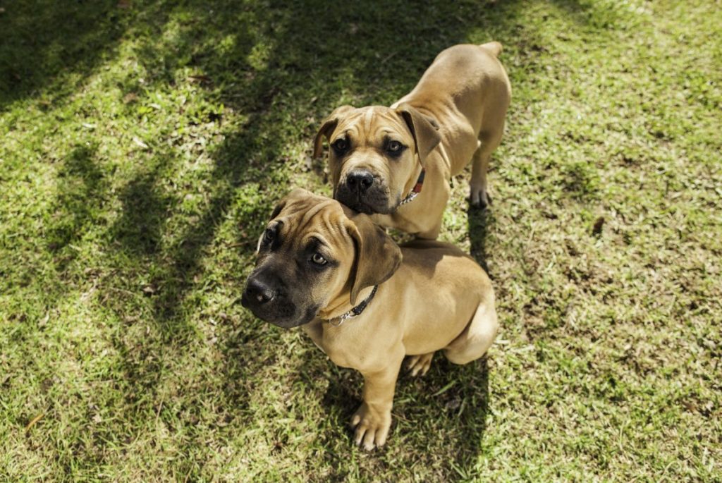 boerboel puppy