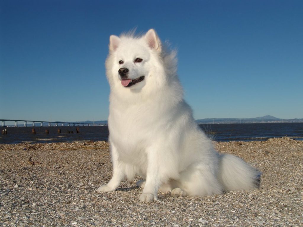 American Eskimo Dog sitting on a sandy beach