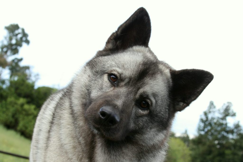 An Elkhound, an ancient dog breed, tilting his head towards the camera.