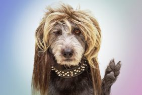 dog wearing wig and spike collar giving peace sign