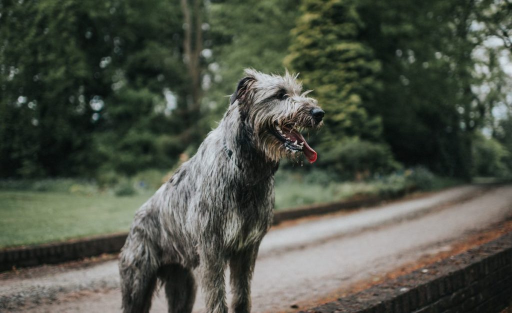 Beautiful One Year old Irish Wolfhound