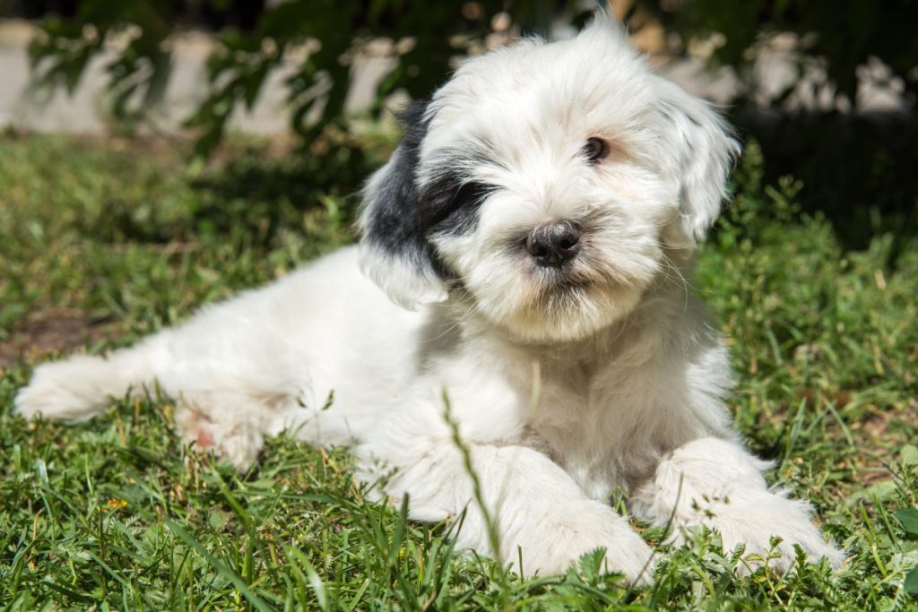 funny Tibetan Terrier puppy