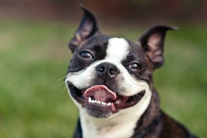 Boston Terrier smiling