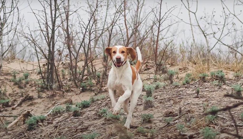 English Foxhound running