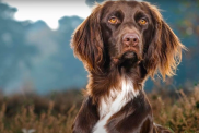 German Longhaired Pointer portrait