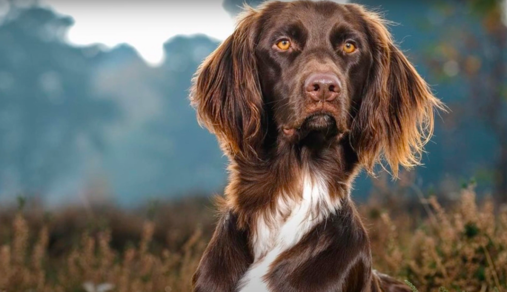 German Longhaired Pointer portrait