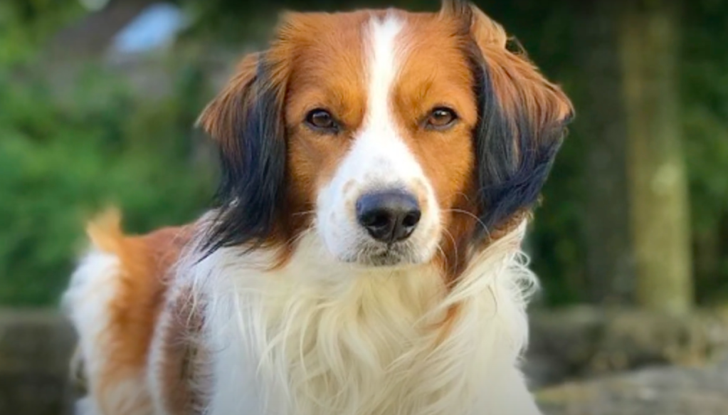 Kooikerhondje portrait