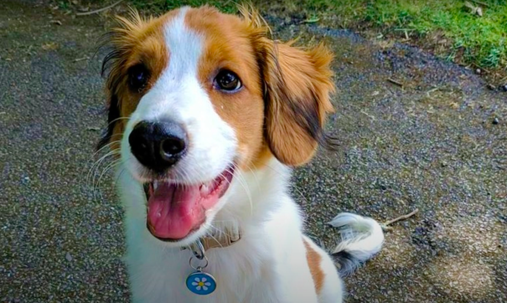 Kooikerhondje puppy