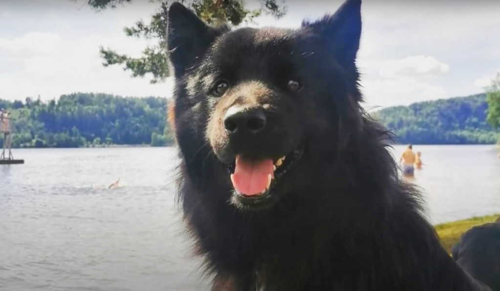 Swedish Lapphund smiling