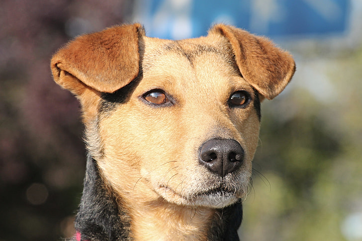 Close up of a Tan and black Canaan dog.