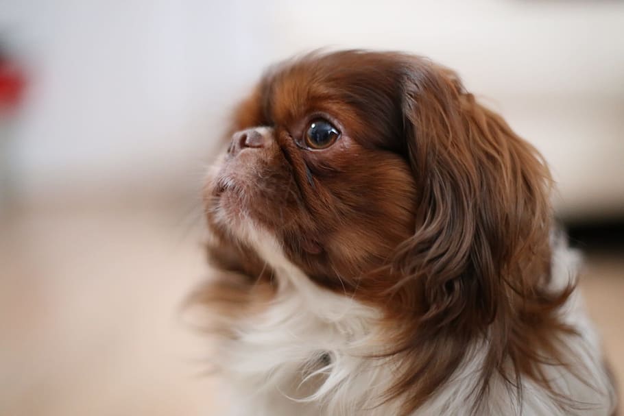 English Toy Spaniel