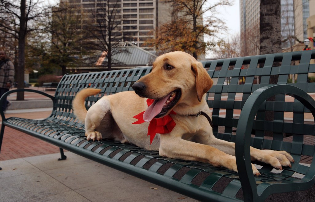 Marley, the Labrador Retriever from “Marley & Me”