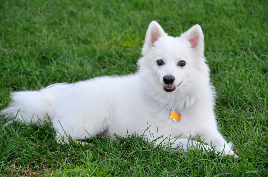 American Eskimo dog