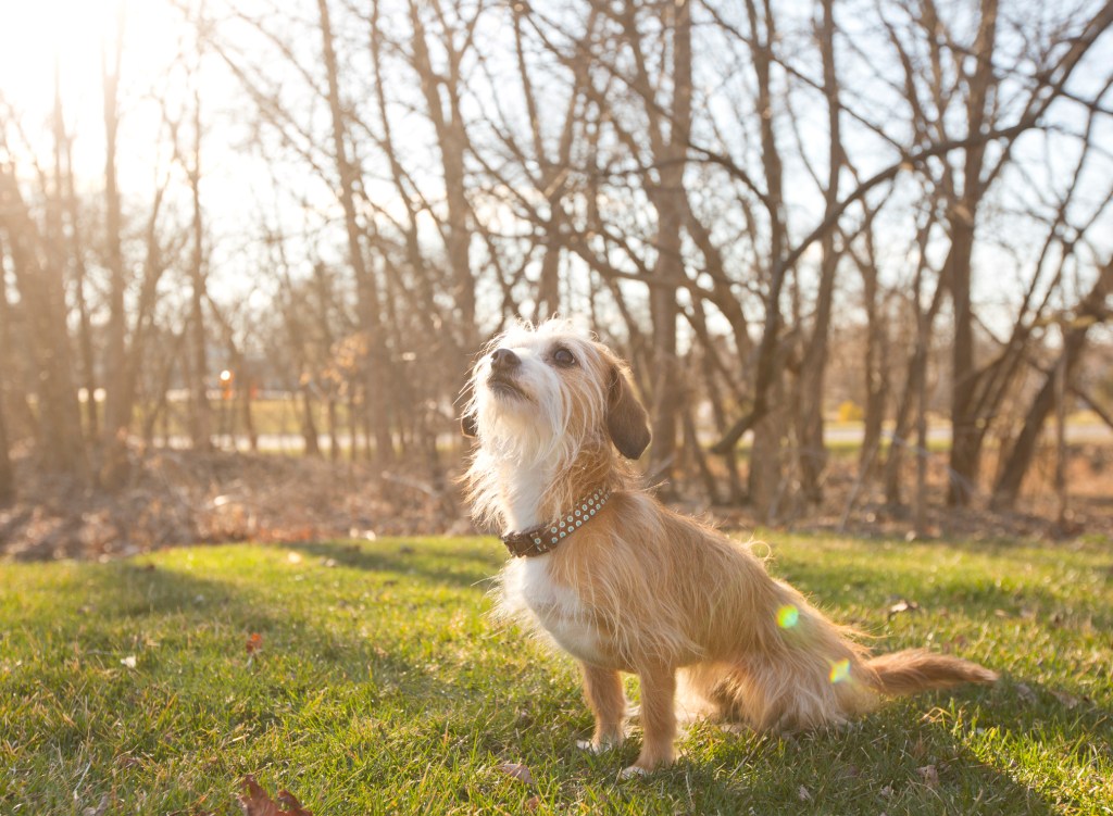 Portuguese Podengo dog breed.