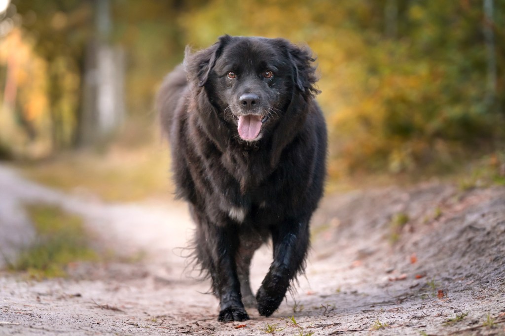 Newfoundland dog in romantic comedy movies