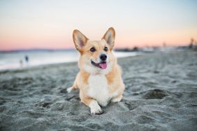 Dog relaxing on beach at sunset. Volusia County opens its first dog-friendly beach in over 30 years.