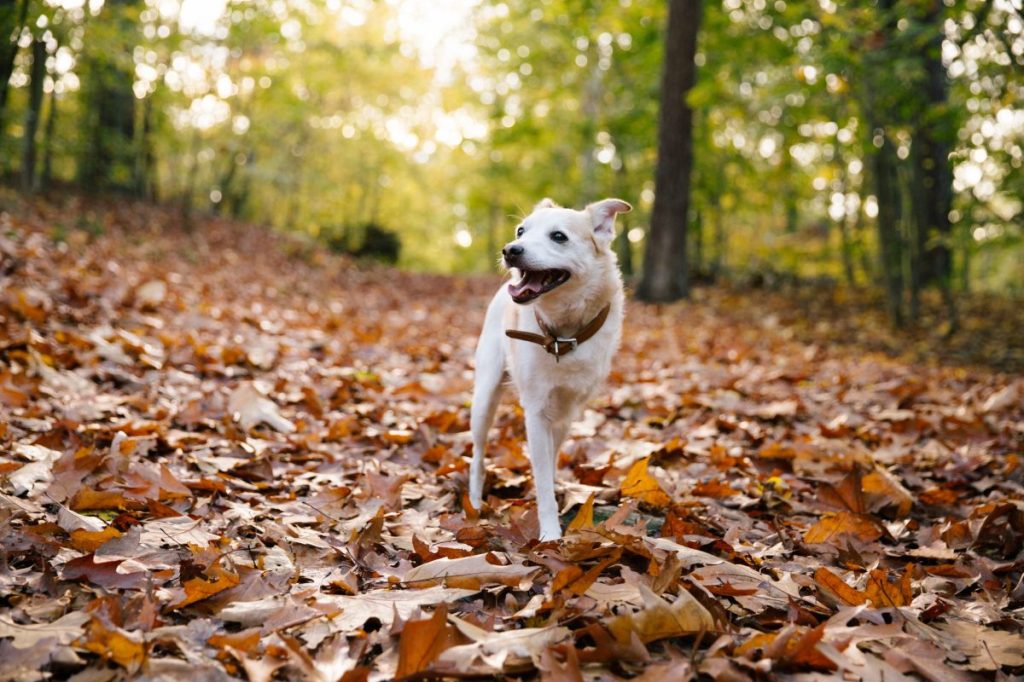 Caring for a three-legged dog. A tripod dog walking in the forest.