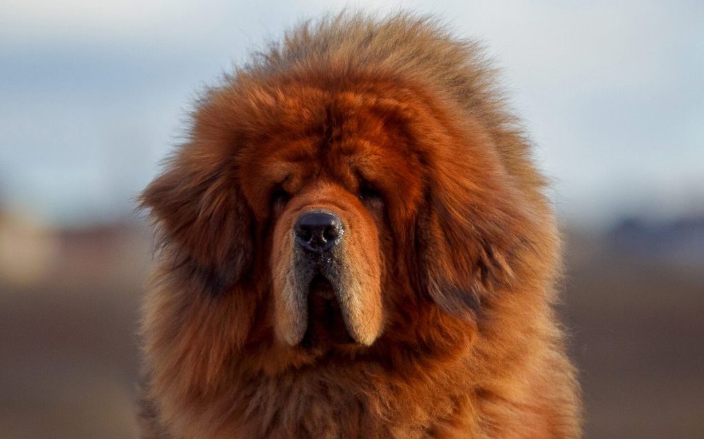 red colored tibetan mastiff