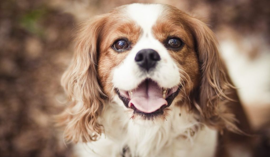 Cavalier King Charles Spaniel