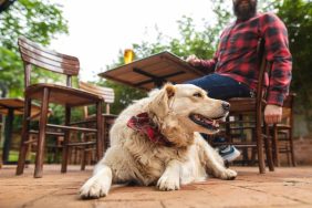 happy dog lying on ground at dog bar