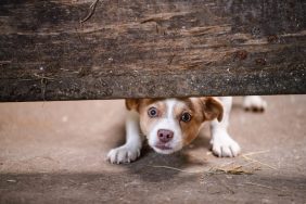 stray dog sticking head under fence