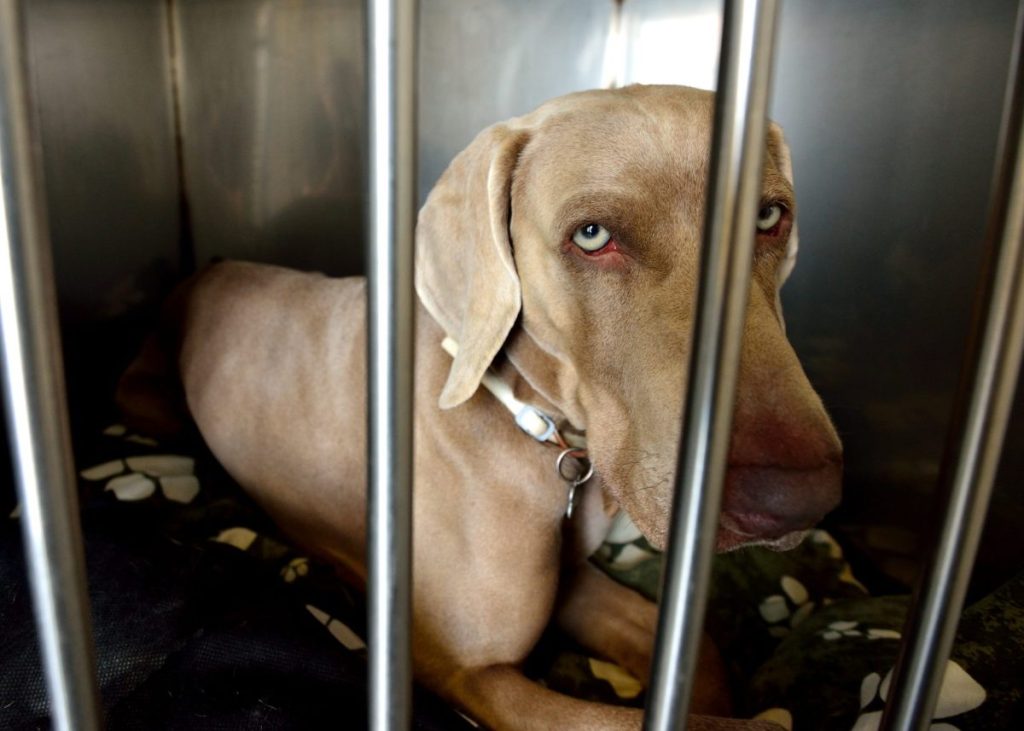 sad dog in a cage at animal shelter