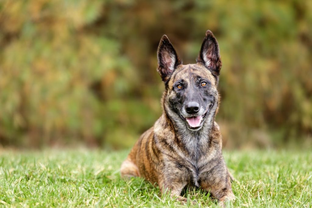 Dutch Shepherd on the edge of the woods