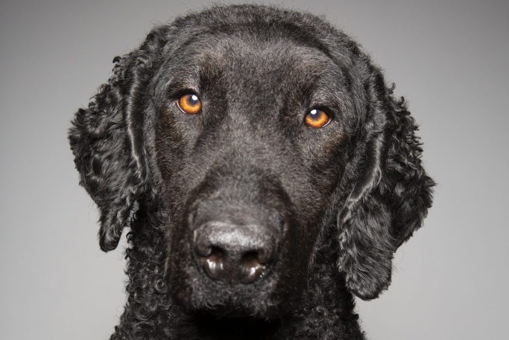 Portrait of Curly Coated Retriever in studio