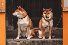 Shiba Inu dogs sitting on stairs