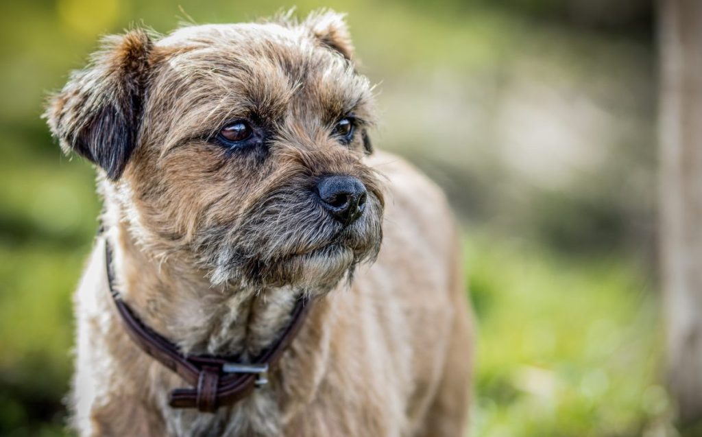 cheapest dog breed border terrier