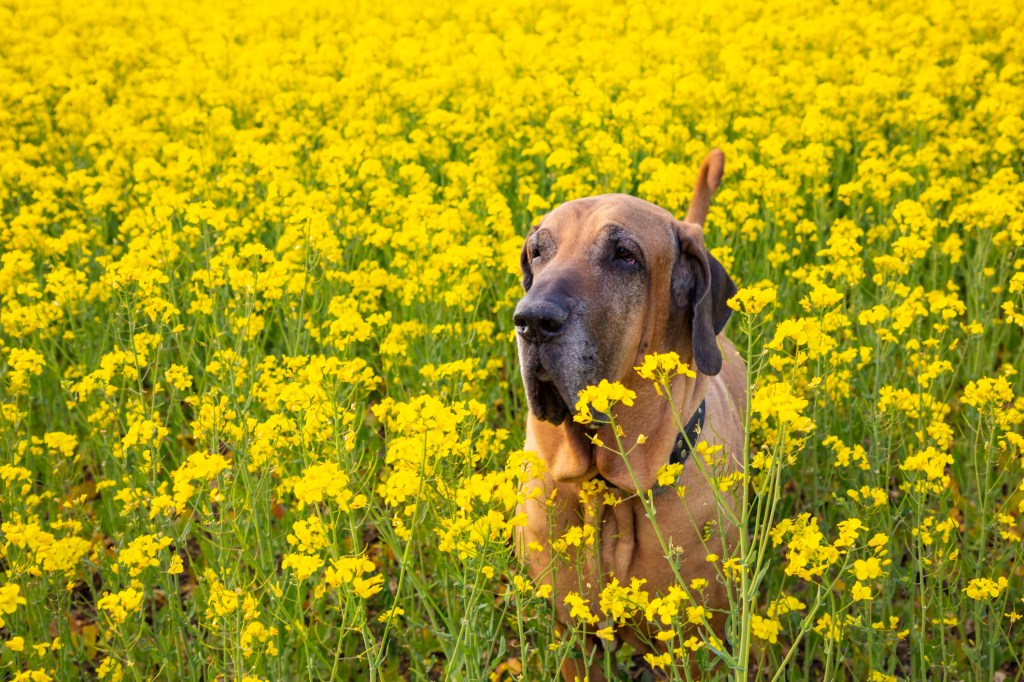 The Fila Brasileiro is a faithful pooch from Brazil but laws prevent their ownership in the UK